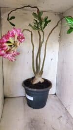 Planta Dobrada 2947 – 60cm – 05 anos - Imagem 6