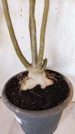 Planta Dobrada 2947 – 60cm – 05 anos - Imagem 10