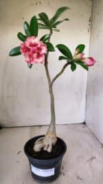 Planta Dobrada 2948 – 35cm – 03 anos - Imagem 2