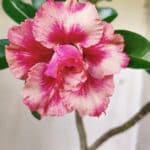 Planta Dobrada 2948 – 35cm – 03 anos