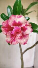 Planta Dobrada 2948 – 35cm – 03 anos