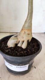 Planta Dobrada 2948 – 35cm – 03 anos - Imagem 6