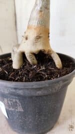 Planta Dobrada 2948 – 35cm – 03 anos - Imagem 9