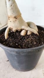 Planta Dobrada 2948 – 35cm – 03 anos - Imagem 4