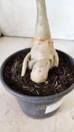 Planta Dobrada 2948 – 35cm – 03 anos - Imagem 8