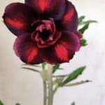 Planta Dobrada 2949 – 30cm – 02 anos