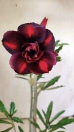 Planta Dobrada 2949 – 30cm – 02 anos