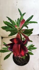 Planta Dobrada 2949 – 30cm – 02 anos - Imagem 4