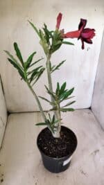 Planta Dobrada 2949 – 30cm – 02 anos - Imagem 6