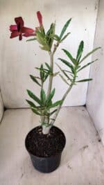 Planta Dobrada 2949 – 30cm – 02 anos - Imagem 5