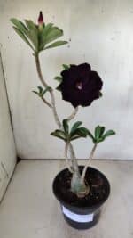 Planta Dobrada 2950 – 35cm – 03 anos - Imagem 2