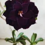 Planta Dobrada 2950 – 35cm – 03 anos