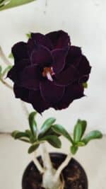 Planta Dobrada 2950 – 35cm – 03 anos