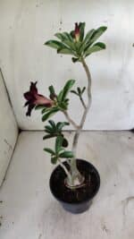 Planta Dobrada 2950 – 35cm – 03 anos - Imagem 6