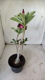 Planta Dobrada 2950 – 35cm – 03 anos - Imagem 5