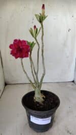 Planta Dobrada 2951 – 30cm – 03 anos - Imagem 2