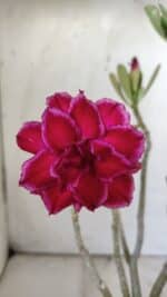 Planta Dobrada 2951 – 30cm – 03 anos