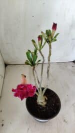 Planta Dobrada 2951 – 30cm – 03 anos - Imagem 4