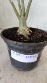 Planta Dobrada 2951 – 30cm – 03 anos - Imagem 7