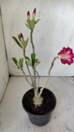 Planta Dobrada 2951 – 30cm – 03 anos - Imagem 6