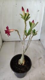 Planta Dobrada 2951 – 30cm – 03 anos - Imagem 5