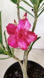 Planta Dobrada 2952 – 30cm – 02 anos