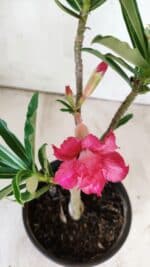 Planta Dobrada 2952 – 30cm – 02 anos - Imagem 4