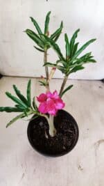 Planta Dobrada 2952 – 30cm – 02 anos - Imagem 5