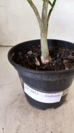 Planta Dobrada 2952 – 30cm – 02 anos - Imagem 8