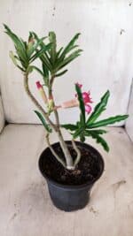 Planta Dobrada 2952 – 30cm – 02 anos - Imagem 7
