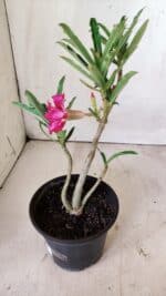 Planta Dobrada 2952 – 30cm – 02 anos - Imagem 6