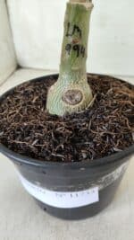 ENXERTO 11733 – 20cm (cor LM 994) - Imagem 4