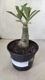 ENXERTO 11734 – 20cm (cor LM 999) - Imagem 2