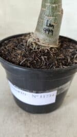 ENXERTO 11734 – 20cm (cor LM 999) - Imagem 4