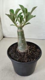 ENXERTO 11734 – 20cm (cor LM 999) - Imagem 3