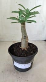 ENXERTO 11735 – 20cm (cor LM 04) - Imagem 2