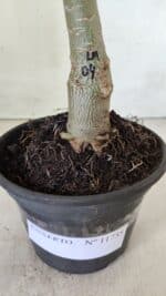 ENXERTO 11735 – 20cm (cor LM 04) - Imagem 4