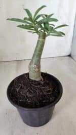 ENXERTO 11735 – 20cm (cor LM 04) - Imagem 3