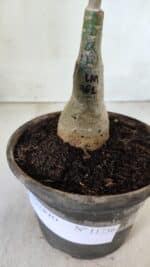 ENXERTO 11736 – 20cm (cor LM 961) - Imagem 4