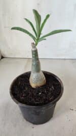 ENXERTO 11736 – 20cm (cor LM 961) - Imagem 3