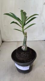 ENXERTO 11737 – 20cm (cor LM 990) - Imagem 2