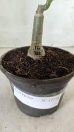 ENXERTO 11738 – 20cm (cor LM 985) - Imagem 4