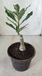 ENXERTO 11738 – 20cm (cor LM 985) - Imagem 3