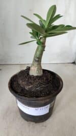 ENXERTO 11739 – 20cm (cor LM 969) - Imagem 2