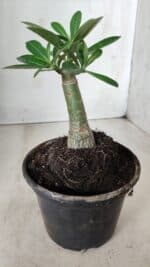 ENXERTO 11739 – 20cm (cor LM 969) - Imagem 3