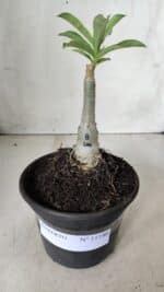 ENXERTO 11740 – 20cm (cor LM 08) - Imagem 2