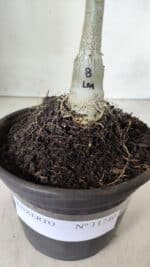 ENXERTO 11740 – 20cm (cor LM 08) - Imagem 4