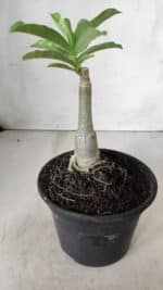 ENXERTO 11740 – 20cm (cor LM 08) - Imagem 3