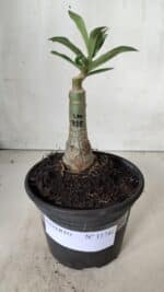 ENXERTO 11741 – 20cm (cor LM 725) - Imagem 2