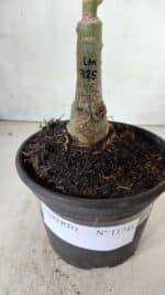 ENXERTO 11741 – 20cm (cor LM 725) - Imagem 4